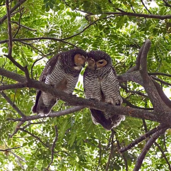 Chúng đang nói gì với nhau vậy nhỉ? Ảnh: Ismail Jasman.