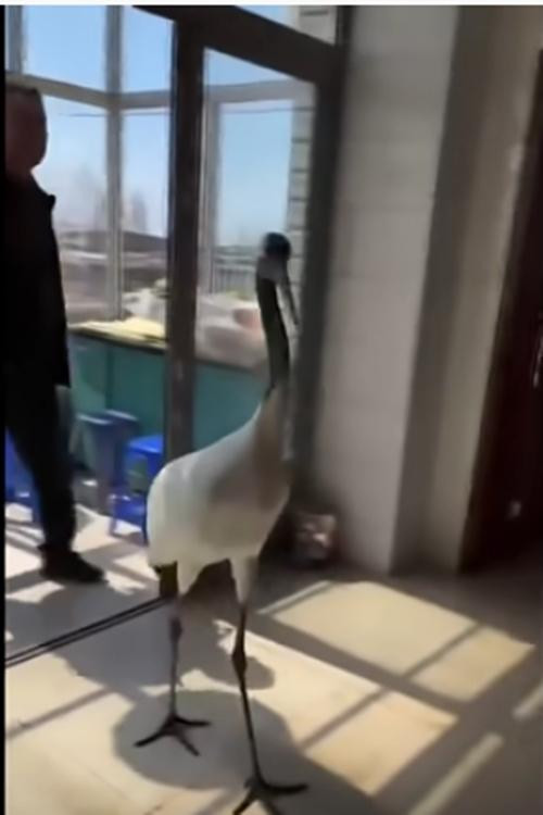 Chú hạc cũng đi theo hàng như những người khách khác. Ảnh: 163. Chú hạc cũng đi theo hàng như những người khách khác. Ảnh: 163.