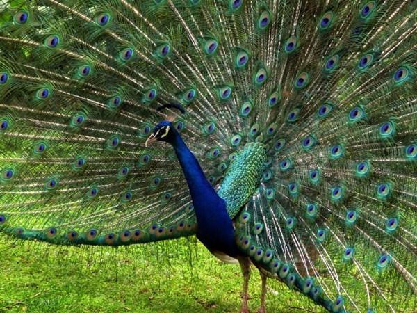 Có người lại bảo chữ ký giống con công... Ảnh: Wikimedia.