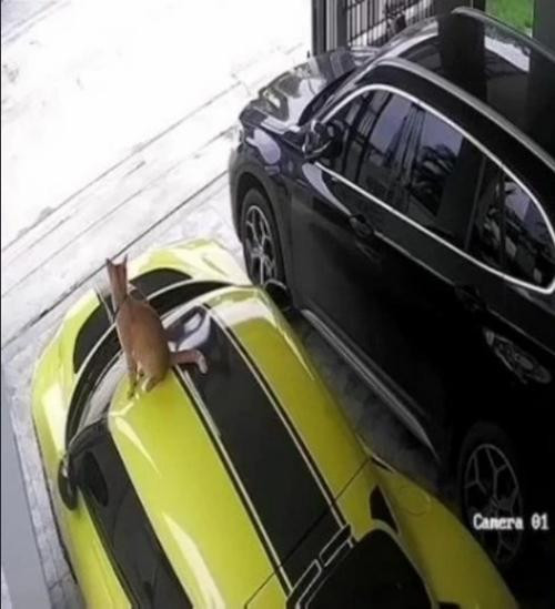 Chú mèo rất biết chọn chỗ ngồi. Ảnh: The Thaiger. Chú mèo rất biết chọn chỗ ngồi. Ảnh: The Thaiger.