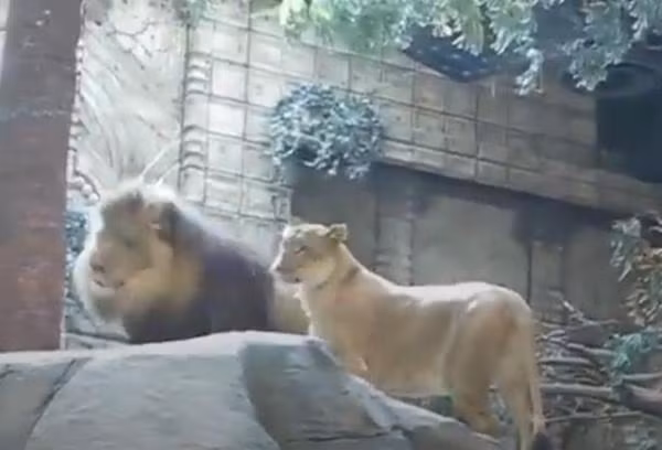 Sư tử cái đứng canh chừng. Ảnh: Reddit.