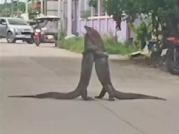 Đừng lãng mạn hóa sự việc, hai con kỳ đà này đang đánh nhau chứ không phải ôm nhau đâu. Ảnh: Now This. Đừng lãng mạn hóa sự việc, hai con kỳ đà này đang đánh nhau chứ không phải ôm nhau đâu. Ảnh: Now This.