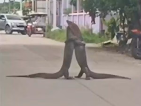 Đừng lãng mạn hóa sự việc, hai con kỳ đà này đang đánh nhau chứ không phải ôm nhau đâu. Ảnh: Now This.
