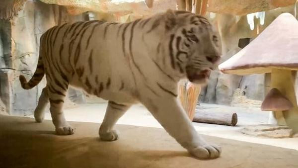 Các cơ quan chức năng yêu cầu phải đảm bảo tình trạng thoải mái cho chú hổ nữa. Ảnh: Viral Press. Các cơ quan chức năng yêu cầu phải đảm bảo tình trạng thoải mái cho chú hổ nữa. Ảnh: Viral Press.