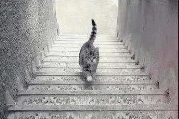 Chú mèo đang đi lên hay đi xuống? Ảnh: The Minds Journal. Chú mèo đang đi lên hay đi xuống? Ảnh: The Minds Journal.