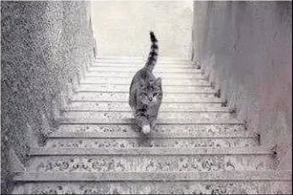 Chú mèo đang đi lên hay đi xuống? Ảnh: The Minds Journal.
