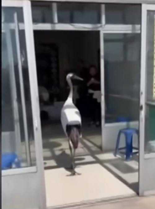 Chú hạc đi vào cửa gia đình có việc hiếu. Ảnh: 163. Chú hạc đi vào cửa gia đình có việc hiếu. Ảnh: 163.