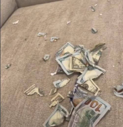 Về nhà mà nhìn thấy thế này có sốc không? Ảnh: Kim Kruk.