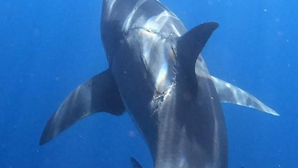 Vết cắn trên lưng cá mập trông rất lớn và sâu. Ảnh: Jalil Najafov/ CATERS NEWS. Vết cắn trên lưng cá mập trông rất lớn và sâu. Ảnh: Jalil Najafov/ CATERS NEWS.