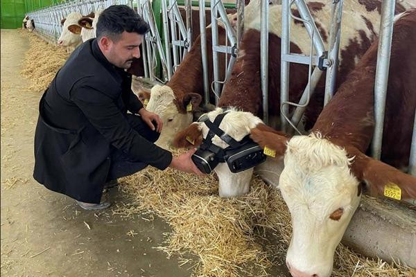 Một bác nông dân cho bò đeo kính thực tế ảo. Ảnh: Anadolu Agency via Getty Images. Một bác nông dân cho bò đeo kính thực tế ảo. Ảnh: Anadolu Agency via Getty Images.
