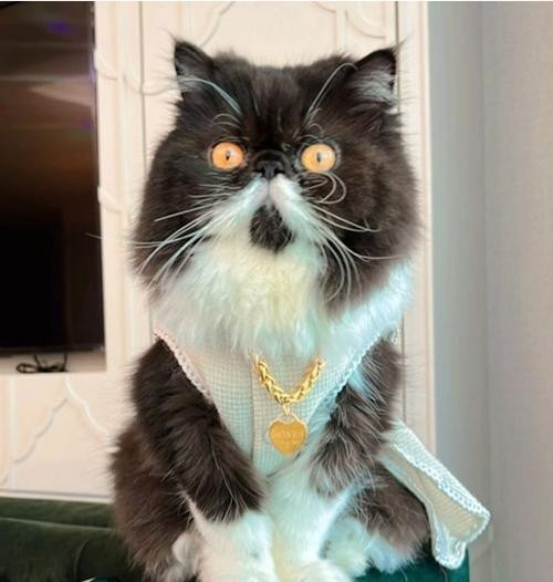 Chú mèo Money và món quà. Ảnh: Haliza.