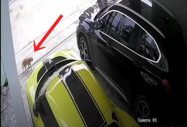 "Thủ phạm" nhẹ nhàng lẻn vào ga-ra nhà hàng xóm. Ảnh: The Thaiger. "Thủ phạm" nhẹ nhàng lẻn vào ga-ra nhà hàng xóm. Ảnh: The Thaiger.