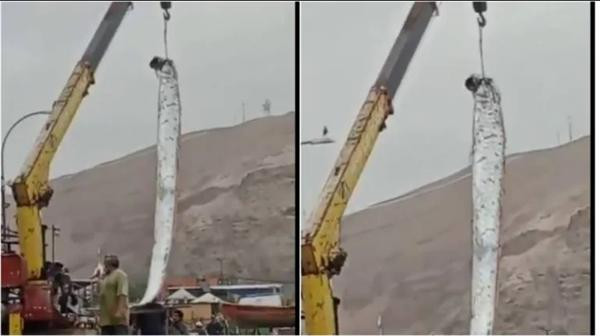 Con cá mái chèo khổng lồ do ngư dân Chile bắt được. Ảnh: URA TV.