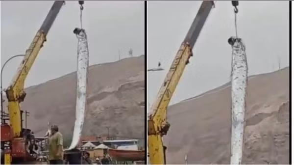 Con cá mái chèo khổng lồ do ngư dân Chile bắt được. Ảnh: URA TV. Con cá mái chèo khổng lồ do ngư dân Chile bắt được. Ảnh: URA TV.