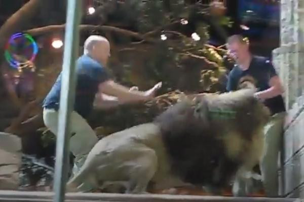 Sư tử đực cho rằng mình bị khiêu chiến nên lao tới. Ảnh: Reddit. Sư tử đực cho rằng mình bị khiêu chiến nên lao tới. Ảnh: Reddit.