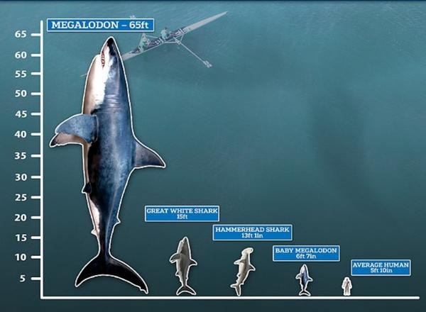 Các nhà khoa học cho rằng "quái vật" Megalodon có thể dài đến 20 mét, tức là dài gấp gần 5 lần cá mập trắng. Ảnh: Mail Online. Các nhà khoa học cho rằng "quái vật" Megalodon có thể dài đến 20 mét, tức là dài gấp gần 5 lần cá mập trắng. Ảnh: Mail Online.