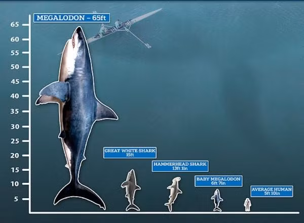 Các nhà khoa học cho rằng "quái vật" Megalodon có thể dài đến 20 mét, tức là dài gấp gần 5 lần cá mập trắng. Ảnh: Mail Online.
