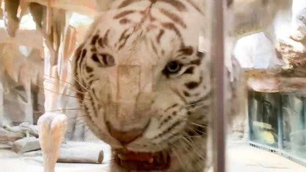 Nhiều người cho rằng ở trong "phòng hổ" chắc sợ đến mất ngủ. Ảnh: Viral Press. Nhiều người cho rằng ở trong "phòng hổ" chắc sợ đến mất ngủ. Ảnh: Viral Press.