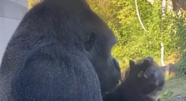 Amare chỉ thích ngồi một góc và xem điện thoại. Ảnh: Fox 32 Chicago.