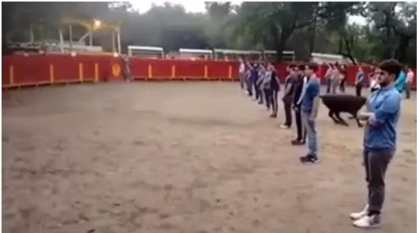Bò tót lao qua lại giữa các hàng người mà không tấn công ai. Ảnh: CEN. Bò tót lao qua lại giữa các hàng người mà không tấn công ai. Ảnh: CEN.