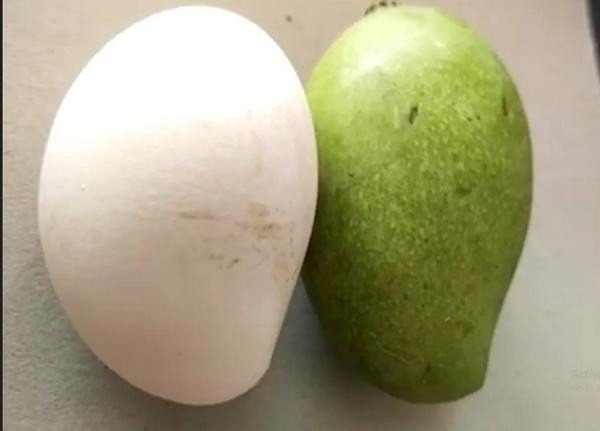 Đây không phải 2 quả xoài, mà là quả trứng và quả xoài đấy! Ảnh: ABP.
