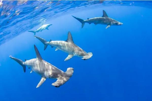 Giới khoa học rất bất ngờ khi phát hiện ngọn núi lửa dưới biển là "nhà" của nhiều loài cá mập. Ảnh: Alamy. Giới khoa học rất bất ngờ khi phát hiện ngọn núi lửa dưới biển là "nhà" của nhiều loài cá mập. Ảnh: Alamy.