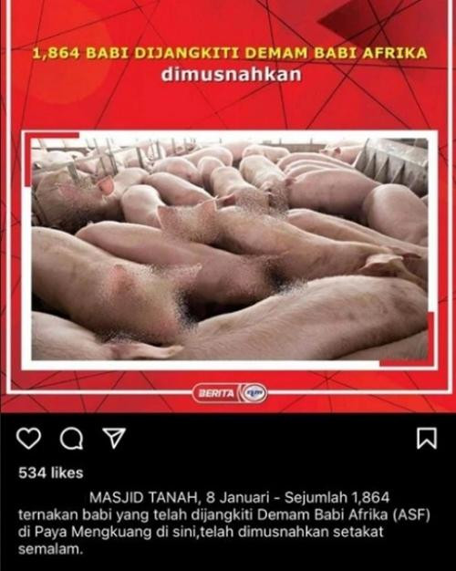 Bản tin về bệnh dịch ở heo và ảnh những chú heo được làm mờ mặt. Ảnh: Feisal Kamil. Bản tin về bệnh dịch ở heo và ảnh những chú heo được làm mờ mặt. Ảnh: Feisal Kamil.