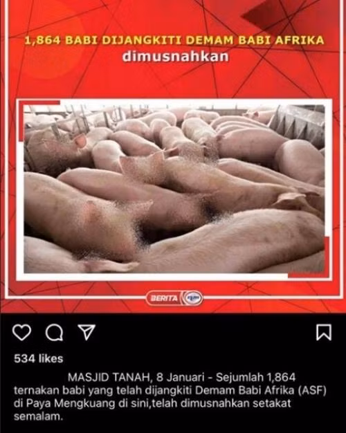 Bản tin về bệnh dịch ở heo và ảnh những chú heo được làm mờ mặt. Ảnh: Feisal Kamil.