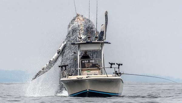 Cá voi lưng gù rất lớn, nên các con thuyền mà không giữ khoảng cách là có thể gặp nguy hiểm. Ảnh: Douglas Croft/ Caters News.