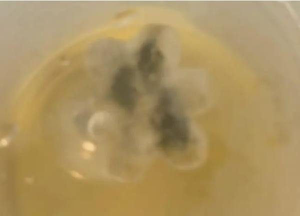 Bông hoa nhựa kẹt trong cổ họng Marley suốt 5 năm. Ảnh: Sunrise. Bông hoa nhựa kẹt trong cổ họng Marley suốt 5 năm. Ảnh: Sunrise.