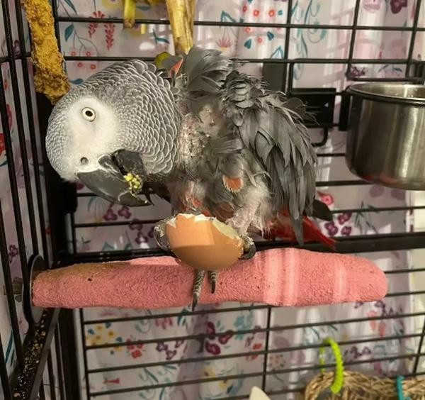 Cũng may là đã có người rất thương Jesse và đưa chú vẹt về nhà mình. Ảnh: RSPCA. Cũng may là đã có người rất thương Jesse và đưa chú vẹt về nhà mình. Ảnh: RSPCA.