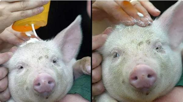 Những chú heo ở Anh được bôi kem chống nắng. Ảnh: YouTube. Những chú heo ở Anh được bôi kem chống nắng. Ảnh: YouTube.