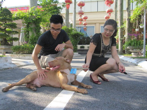 Pitbull được chăm sóc huấn luyện bài bản sẽ rất khôn ngoan, đáng yêu