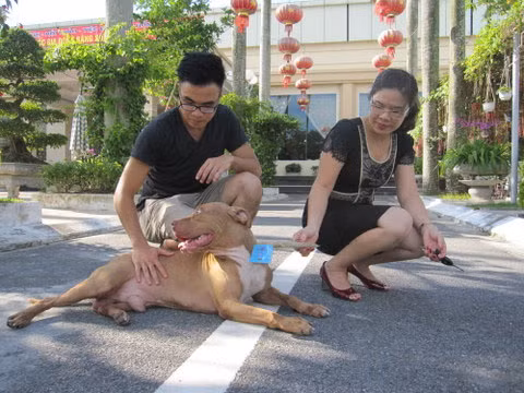 Pitbull được chăm sóc huấn luyện bài bản sẽ rất khôn ngoan, đáng yêu