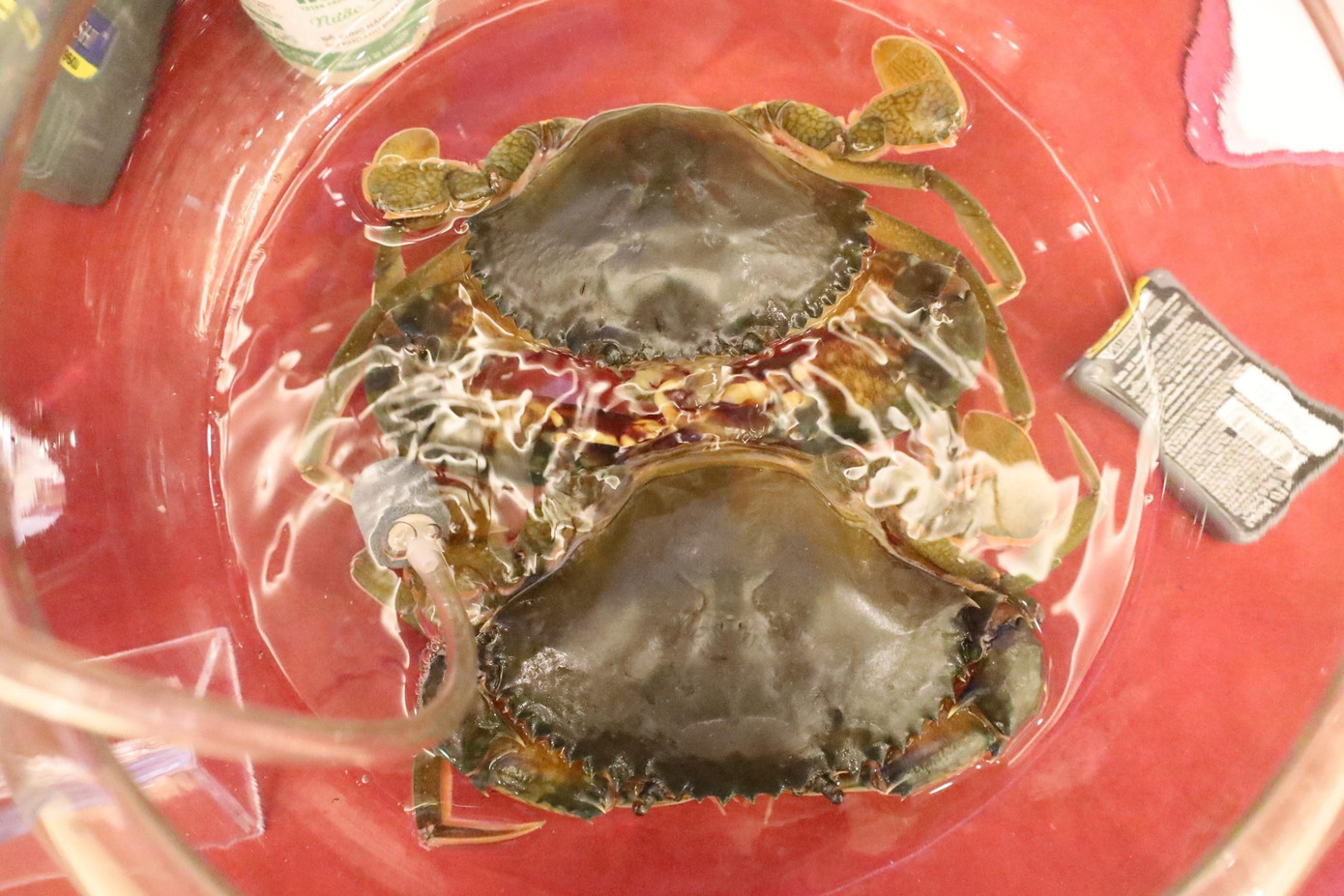 Sản phẩm cua lột của dự án “CUAvn – Nâng tầm Cua Việt”.