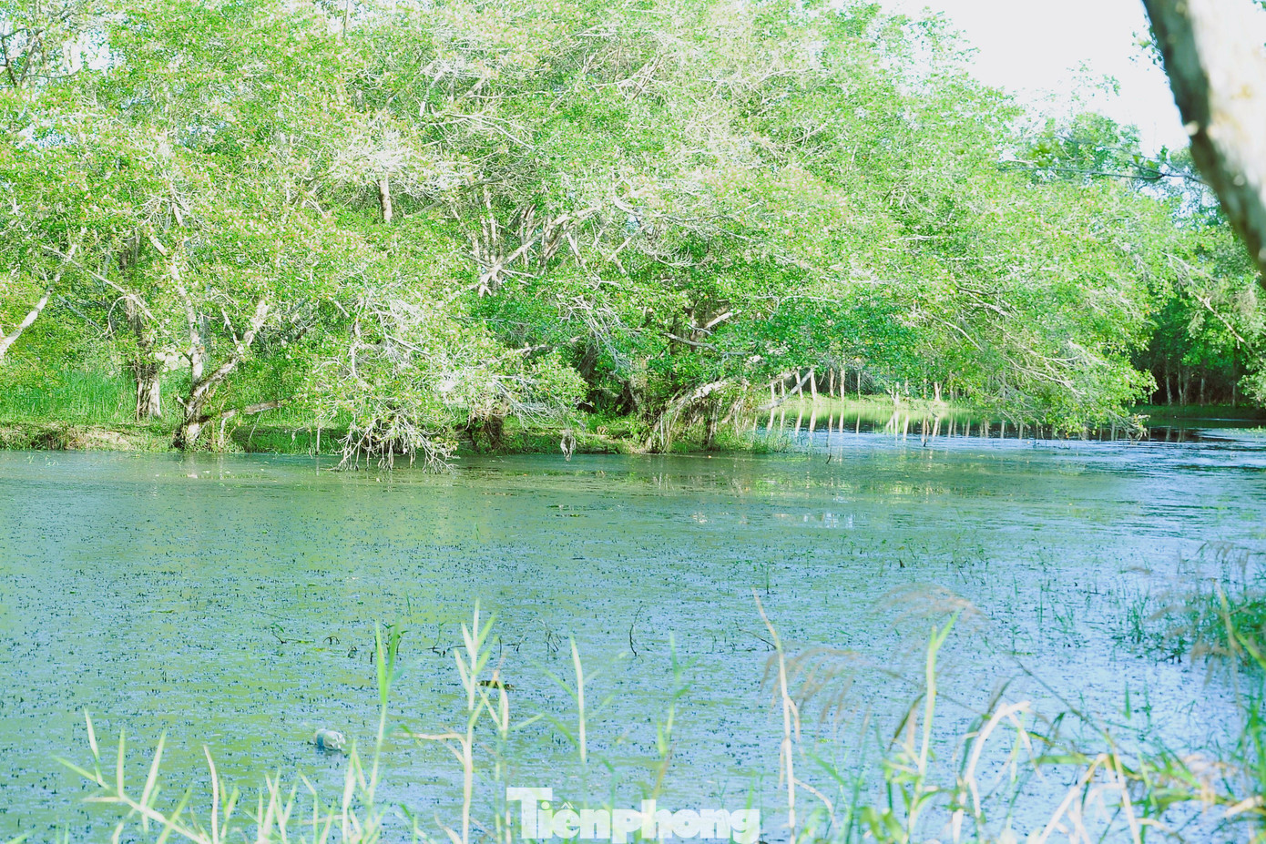 Nét hoang sơ tại hồ Hoa Mai, VQG U Minh Thượng.