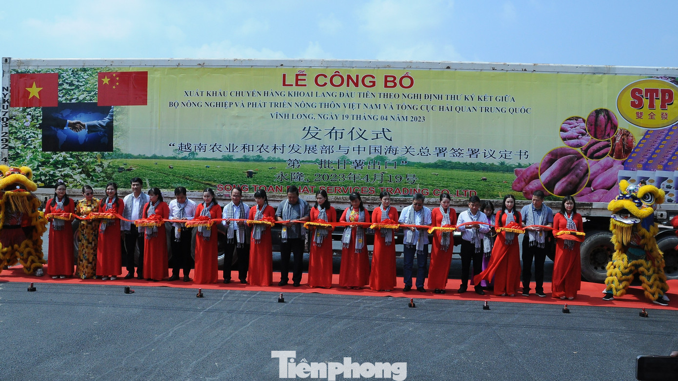 Đại biểu cắt băng xuất khẩu chính ngạch chuyến hàng khoai lang đầu tiên sang Trung Quốc.