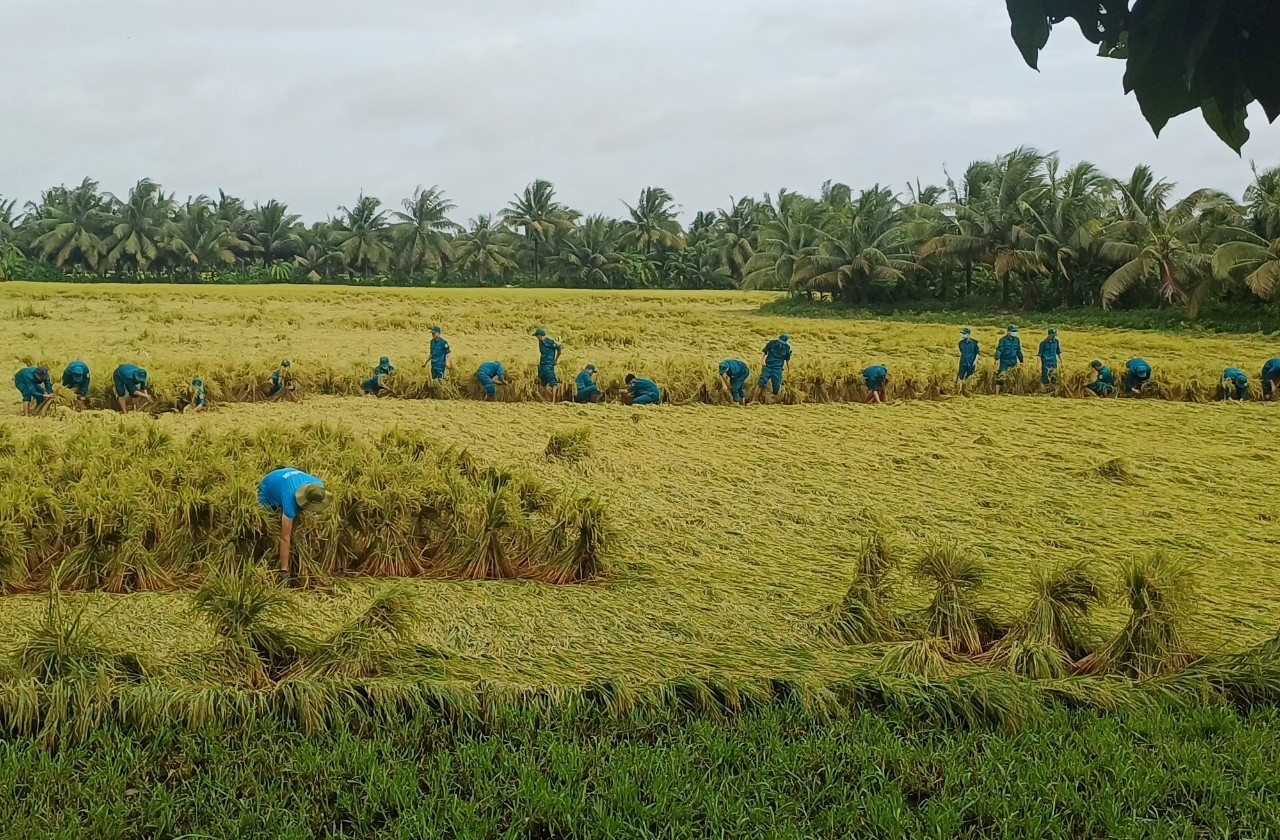Lực lượng quân sự giúp dân bó lúa đứng lên theo cụm để giảm thiểu thiệt hại.