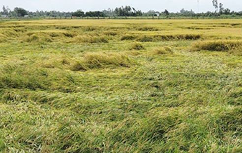 Nhiều diện tích lúa ở Hậu Giang bị đổ ngã do mưa lớn những ngày qua.