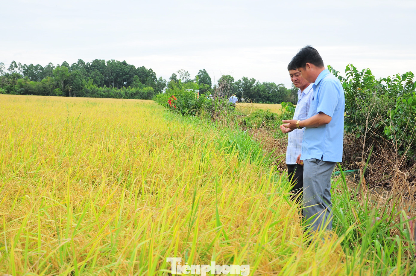 Mô hình được triển khai trong vụ lúa Hè Thu 2024, giống lúa OM18, diện tích 4,2ha, thu hoạch sau hơn 3 tháng xuống giống. Ảnh: CK Mô hình được triển khai trong vụ lúa Hè Thu 2024, giống lúa OM18, diện tích 4,2ha, thu hoạch sau hơn 3 tháng xuống giống. Ảnh: CK