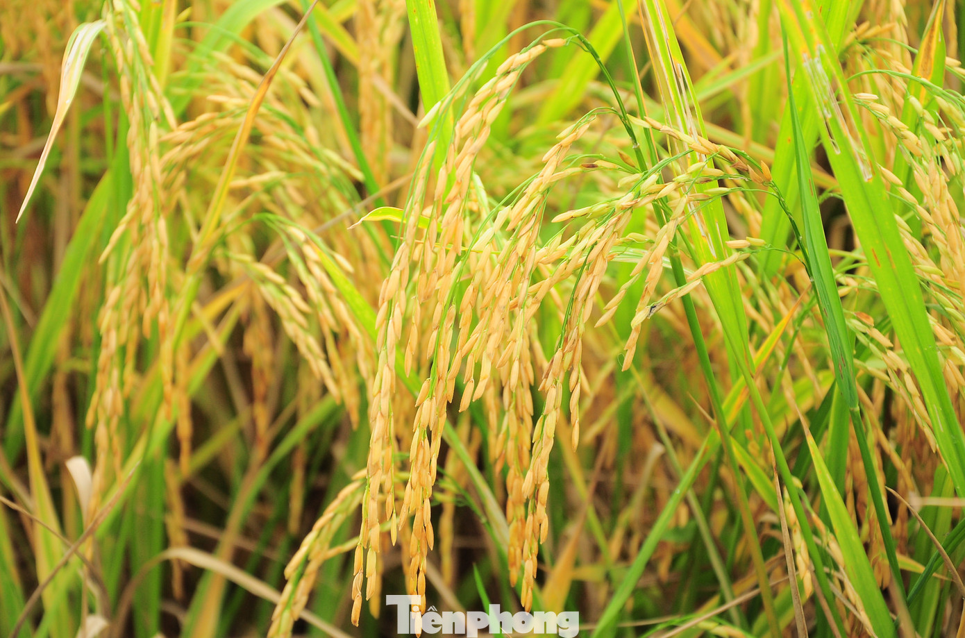 Lúa canh tác theo mô hình cho năng suất cao hơn 2 tấn/ha so với canh tác truyền thống. Ảnh: CK Lúa canh tác theo mô hình cho năng suất cao hơn 2 tấn/ha so với canh tác truyền thống. Ảnh: CK