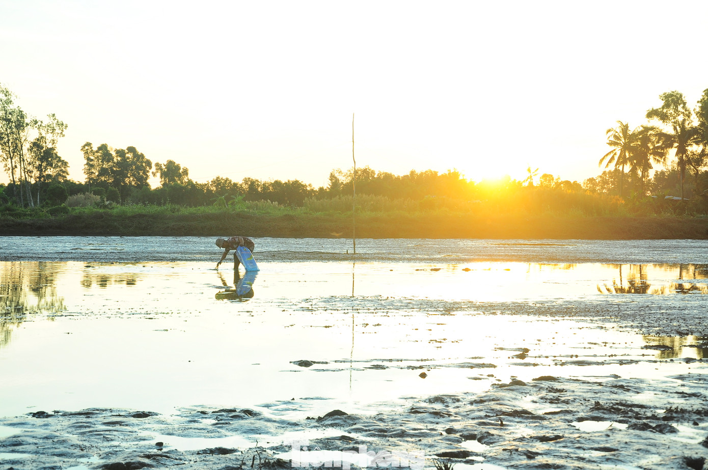 Nhiều hộ dân nuôi tôm nên không sản xuất lúa Hè Thu, Thu Đông, chỉ làm 1 vụ Đông Xuân vào thời điểm mùa khô. Việc nuôi tôm cũng giảm được chi phí trong khâu làm đất, phân, thuốc trong vụ lúa sau đó. Những ngày tới, những vuông tôm này sẽ là cánh đồng lúa Đông Xuân. Hơn 3 tháng sau, khi đã thu hoạch lúa, người dân sẽ cho nước mặn vào để "xử lý" gốc rạ... rồi canh nồng độ mặn phù hợp để bắt đầu vụ tôm mới.
