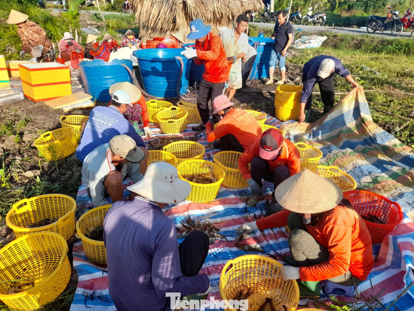 Khi lên bãi tập kết, tôm được rửa, phân loại để đem cân, đưa đi tiêu thụ. Tôm loại 1 được thu mua với giá 145.000 đồng/kg. Chi phí thấp do thức ăn của tôm chủ yếu tự nhiên nên người dân đạt lợi nhuận trung bình 10-15 triệu đồng/ha, gấp 2-3 lần so với trồng lúa.