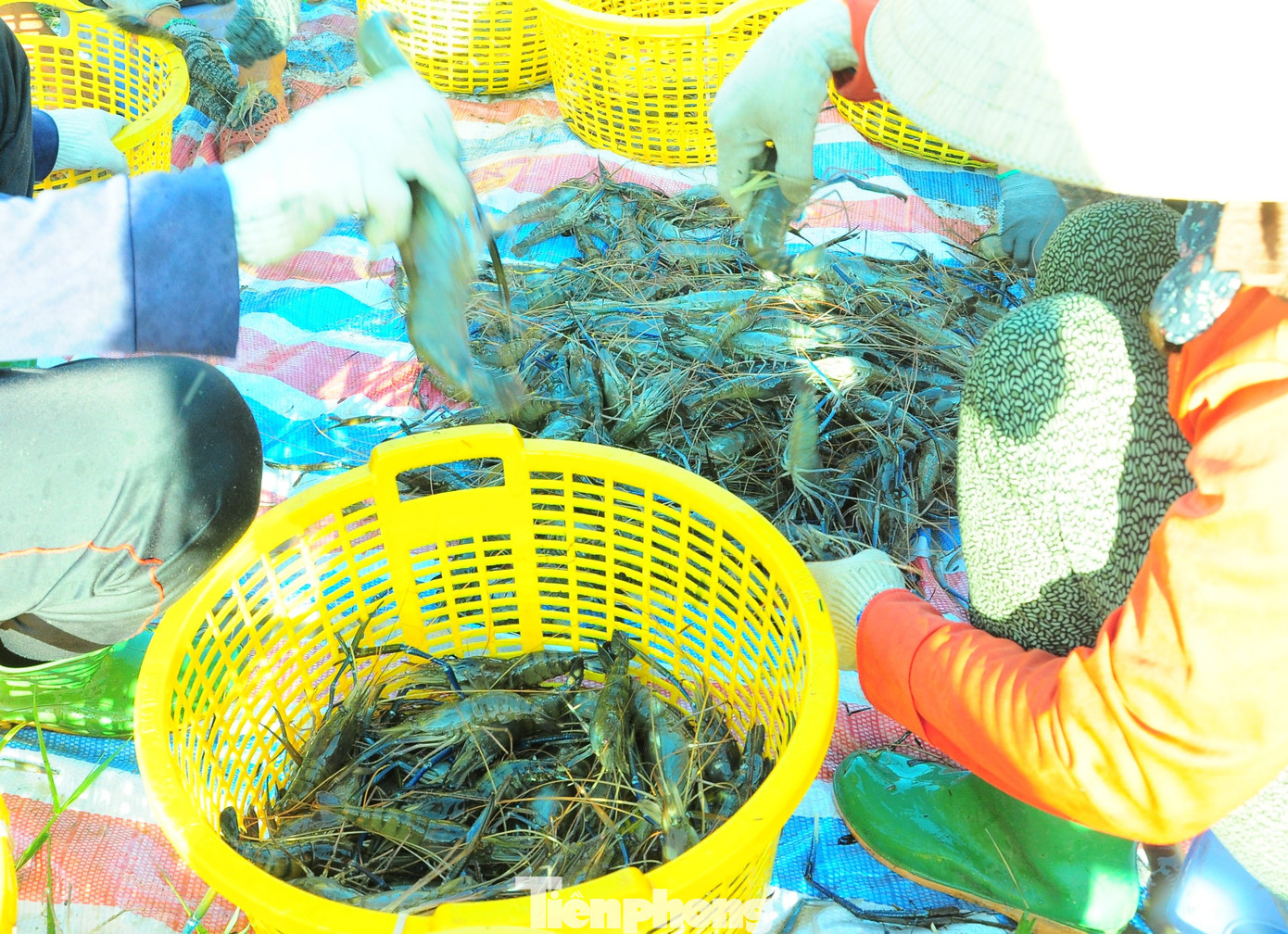 Khi lên bãi tập kết, tôm được rửa, phân loại để đem cân, đưa đi tiêu thụ. Tôm loại 1 được thu mua với giá 145.000 đồng/kg. Chi phí thấp do thức ăn của tôm chủ yếu tự nhiên nên người dân đạt lợi nhuận trung bình 10-15 triệu đồng/ha, gấp 2-3 lần so với trồng lúa.