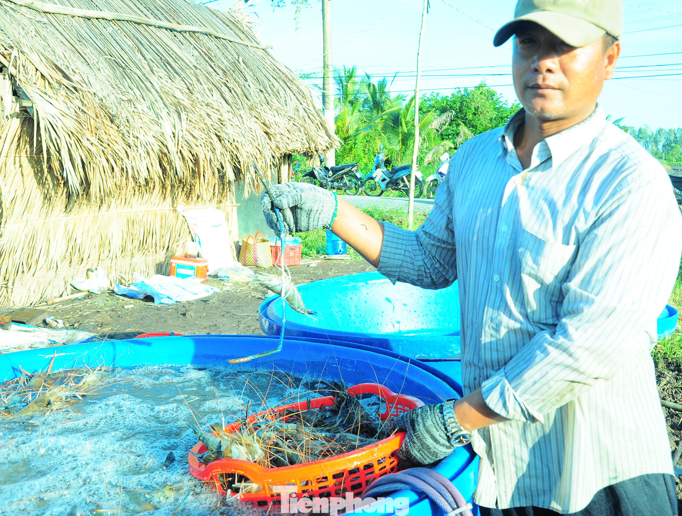 Khi lên bãi tập kết, tôm được rửa, phân loại để đem cân, đưa đi tiêu thụ. Tôm loại 1 được thu mua với giá 145.000 đồng/kg. Chi phí thấp do thức ăn của tôm chủ yếu tự nhiên nên người dân đạt lợi nhuận trung bình 10-15 triệu đồng/ha, gấp 2-3 lần so với trồng lúa.