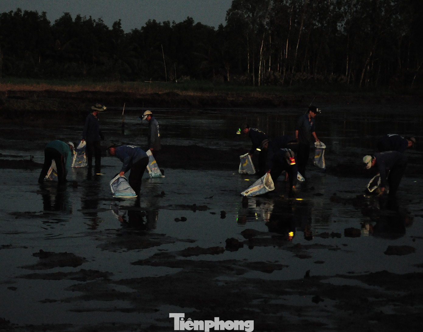 Khoảng 4h sáng, đội thu hoạch tôm gần 20 người bắt đầu công việc, mỗi người đều mang theo đèn soi trên đầu để bắt tôm lúc trời còn chưa sáng.