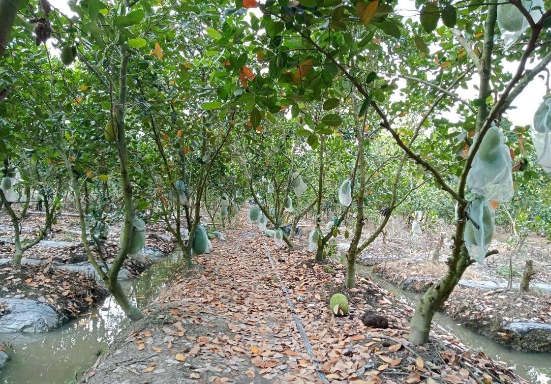 Có hơn 1.000 cây mít (mít Thái) đang vào đợt thu hoạch, ông Phan Văn Nghĩa (phường Long Tuyền, quận Bình Thủy, TP Cần Thơ) cho biết, giá mít xuống từng ngày. Có hơn 1.000 cây mít (mít Thái) đang vào đợt thu hoạch, ông Phan Văn Nghĩa (phường Long Tuyền, quận Bình Thủy, TP Cần Thơ) cho biết, giá mít xuống từng ngày.