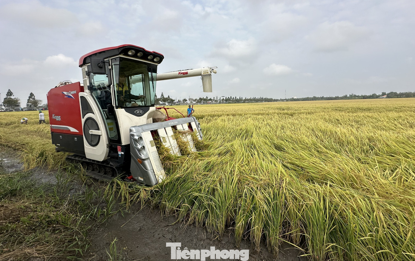 Mô hình canh tác lúa thông minh phát thải thấp vụ Đông Xuân 2023-2024 tại Hậu Giang.