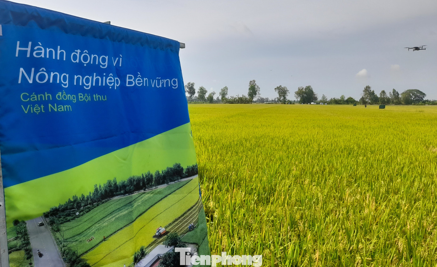 Nếu không làm Đề án 1 triệu ha, ngành lúa gạo hầu như luôn có vấn đề, do không đồng bộ.