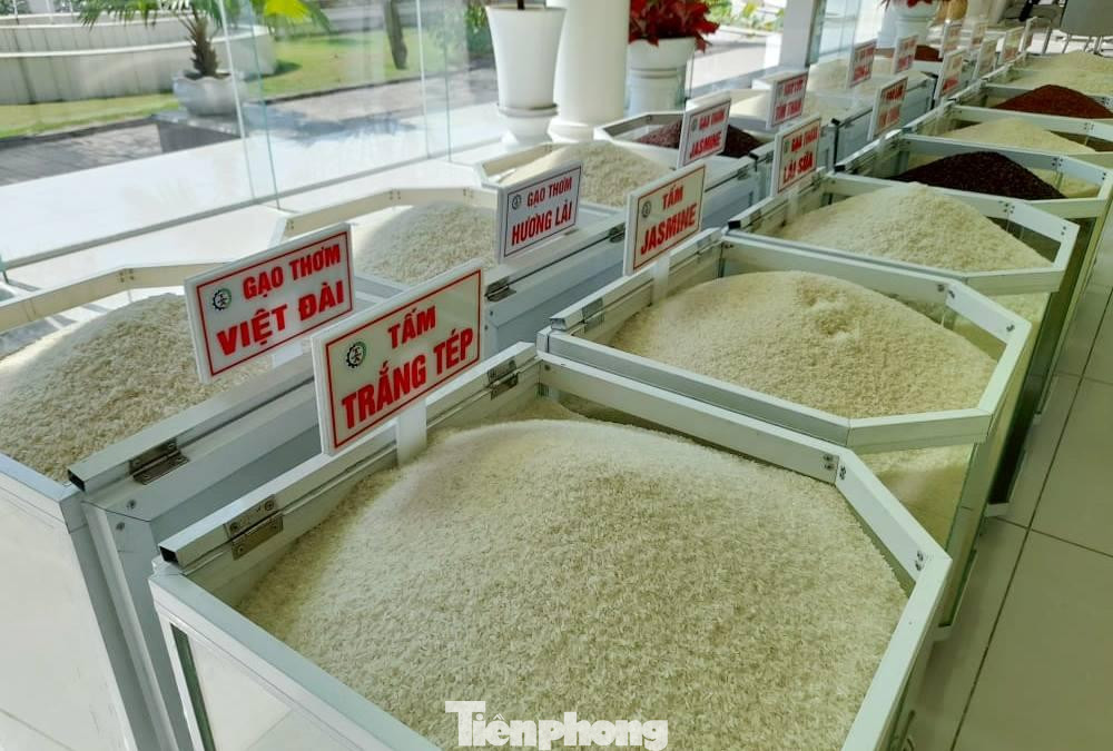 Cơ cấu gạo xuất khẩu của Việt Nam sẽ tiếp tục đà chuyển dịch sang các loại gạo thơm, gạo trắng chất lượng cao. Ảnh: Cảnh Kỳ Cơ cấu gạo xuất khẩu của Việt Nam sẽ tiếp tục đà chuyển dịch sang các loại gạo thơm, gạo trắng chất lượng cao. Ảnh: Cảnh Kỳ